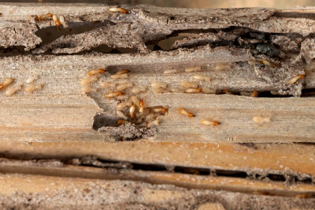 Spider Control Near Me in Brookfield, MO