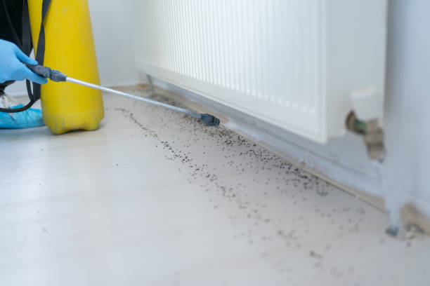 Best Flea Control Services  in Brookfield, MO
