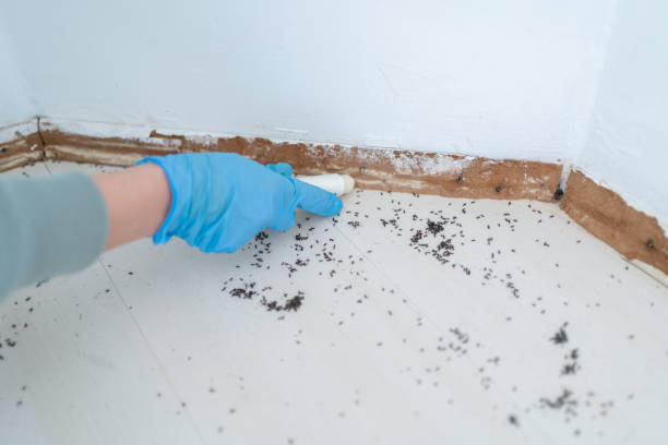 Best Bed Bug Extermination  in Brookfield, MO